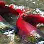 Ikan Salmon Hidup Di Negara Mana Saja